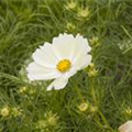 Cosmos bipinnatus 'Sunset Yellow'