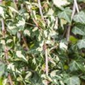 Hedera helix 'Goldheart'