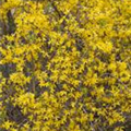 Forsythia x intermedia 'Lynwood'