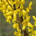 Forsythia x intermedia 'Mindor'®