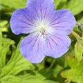 Geranium pratense 'Johnson´s Blue'