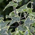 Hedera helix 'Little Diamond'