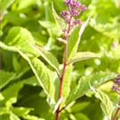 Eupatorium fistulosum