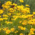 Coreopsis grandiflora