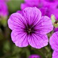 Geranium sanguineum