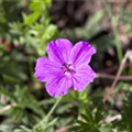 Geranium sanguineum 'Tiny Monster'