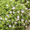 Geranium sanguineum 'Apfelblüte'