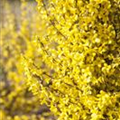 Forsythia x intermedia 'Week End'®