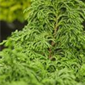 Chamaecyparis obtusa 'Maureen'