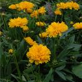 Coreopsis grandiflora 'Early Sunrise'