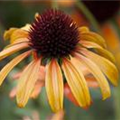 Echinacea purpurea 'Tangerine Dream'®