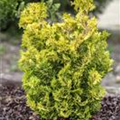 Chamaecyparis obtusa 'Meroke Twin'