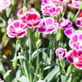 Dianthus 'Pink Kisses'®