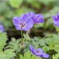 Geranium wallichianum 'Rozanne'®