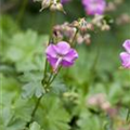 Geranium x cantabrigiense 'Berggarten'