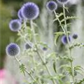 Echinops ritro