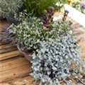 Dichondra argentea 'Silver Falls'