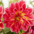 Dahlia 'Dahlietta'™