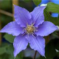 Clematis 'Angelique'