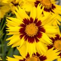 Coreopsis grandiflora 'SunKiss'