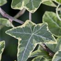 Hedera helix, grün-weiß