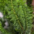 Chamaecyparis obtusa 'Teddy Bear'