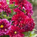 Dahlia 'Dahlinova'®