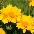 Coreopsis grandiflora 'Sunray'