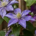 Clematis 'Bagatelle'