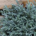 Chamaecyparis pisifera 'Blue Moon'®