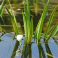 Stratiotes aloides