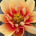 Dahlia 'Esther'