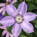 Clematis 'Bijou'