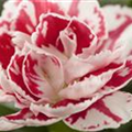 Dianthus 'SuperTrouper'®