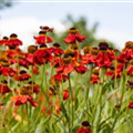 Helenium