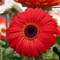 Gerbera jamesonii