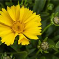 Coreopsis lanceolata 'Goldtaler'