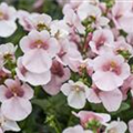 Diascia