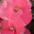 Euphorbia milii, rosa