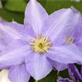 Clematis 'Cezanne'