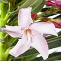 Nerium oleander