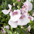 Diascia barberae