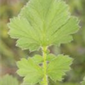 Geum chiloense 'Goldball'