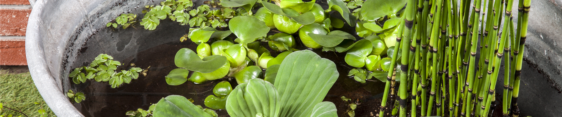 Pistia stratiotes