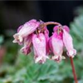 Dicentra formosa 'Luxuriant'