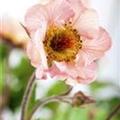 Geum chiloense 'Mai Tai'