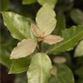 Elaeagnus x ebbingei 'Compacta'