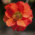 Geum coccineum