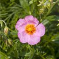 Helianthemum cultorum