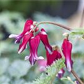 Dicentra formosa 'Burning Hearts'®